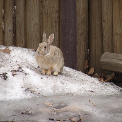 Zoo Wildlife